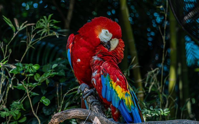 Scarlet Macaws