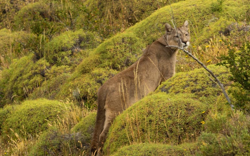 Pumas of Patagonia