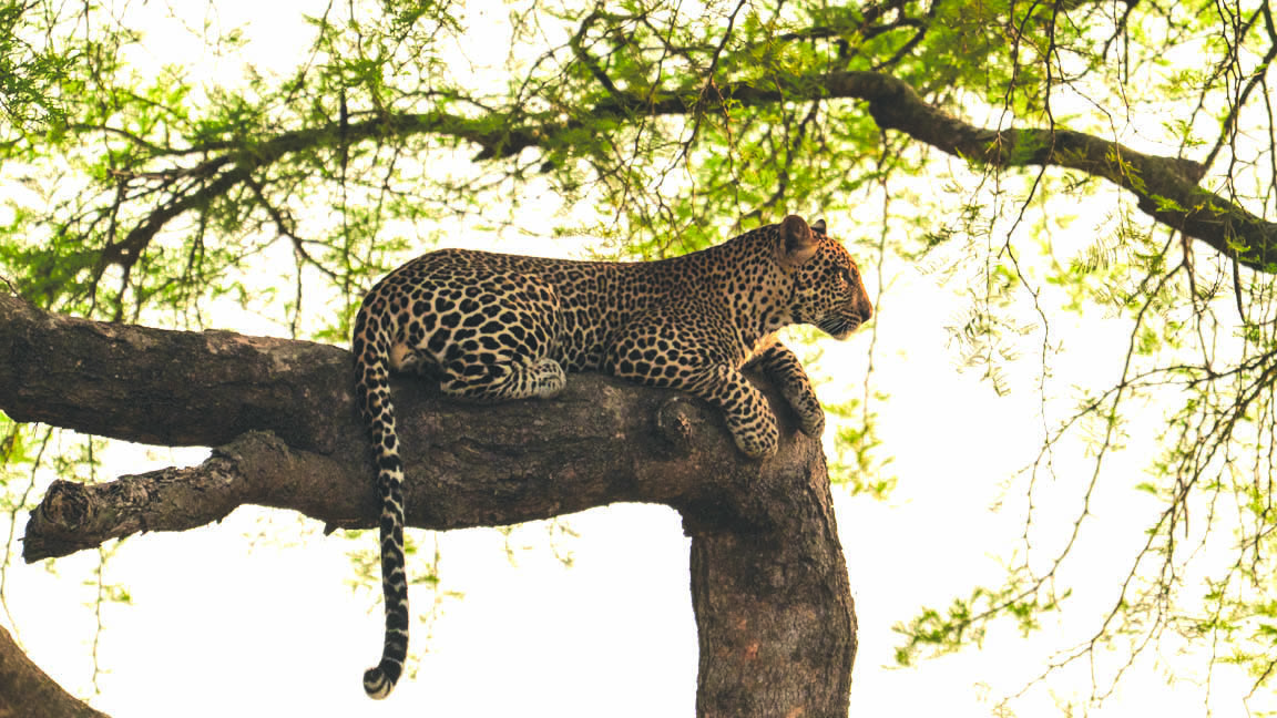 Leopard — Land Realm